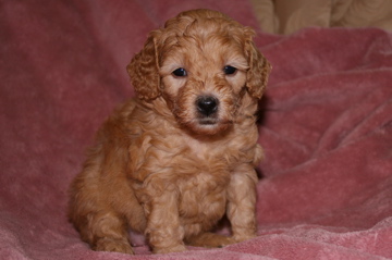 Picture of Australian Labradoodle