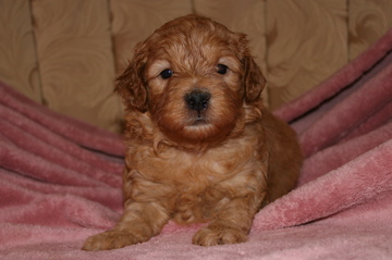 Picture of Australian Labradoodle