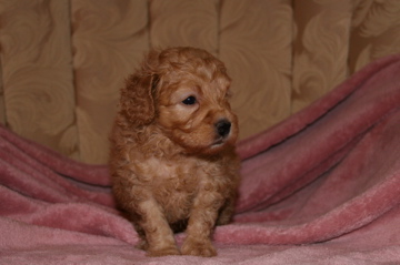 Picture of Australian Labradoodle