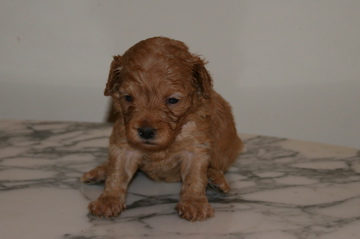 Picture of Australian Labradoodle