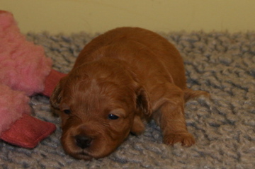 Picture of Australian Labradoodle