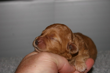 Picture of Australian Labradoodle