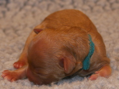 Picture of Australian Labradoodle