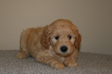 Picture of Australian Labradoodle