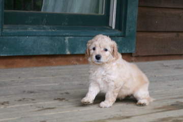 Picture of Australian Labradoodle