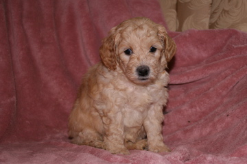 Picture of Australian Labradoodle