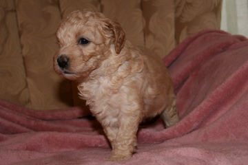 Picture of Australian Labradoodle