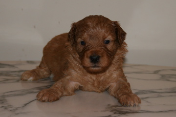 Picture of Australian Labradoodle