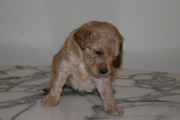 Picture of Australian Labradoodle