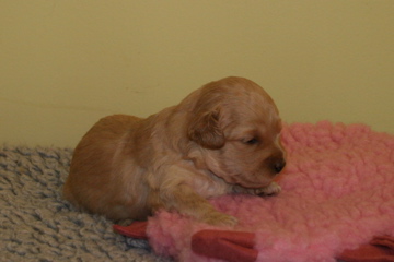 Picture of Australian Labradoodle