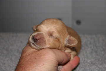 Picture of Australian Labradoodle