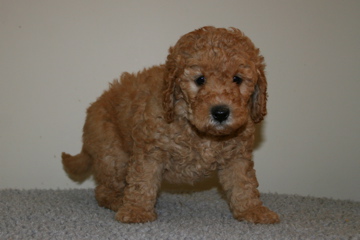 Picture of Australian Labradoodle