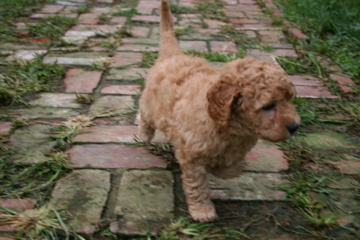 Picture of Australian Labradoodle