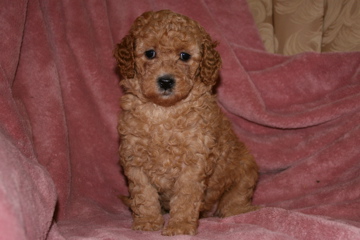 Picture of Australian Labradoodle