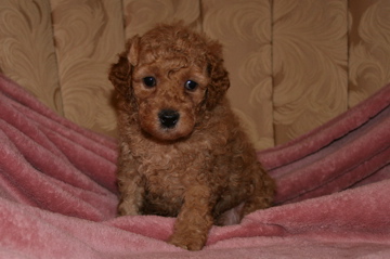 Picture of Australian Labradoodle