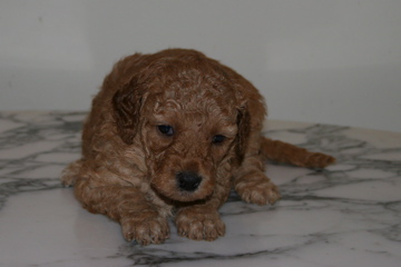 Picture of Australian Labradoodle