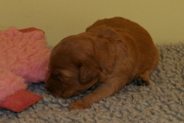 Picture of Australian Labradoodle
