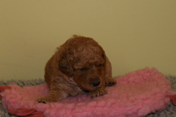 Picture of Australian Labradoodle