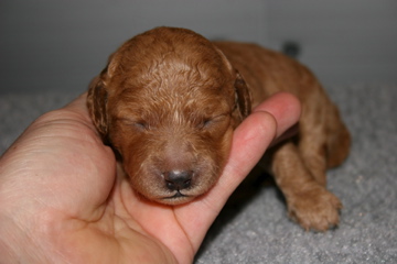 Picture of Australian Labradoodle