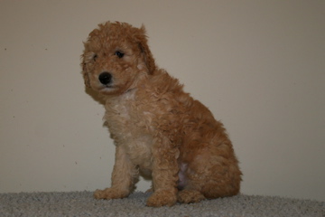 Picture of Australian Labradoodle
