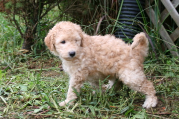 Picture of Australian Labradoodle