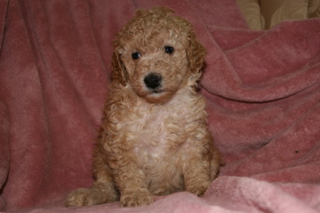Picture of Australian Labradoodle