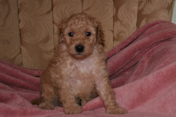Picture of Australian Labradoodle