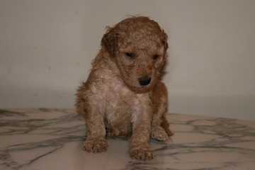 Picture of Australian Labradoodle