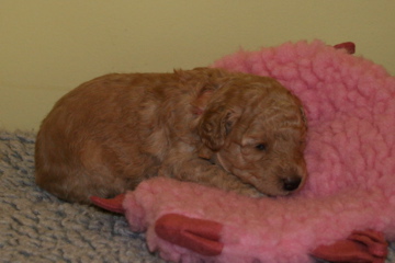 Picture of Australian Labradoodle