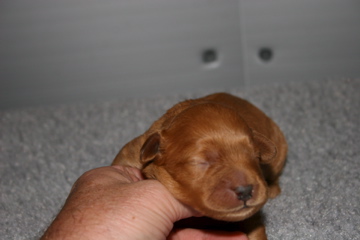 Picture of Australian Labradoodle