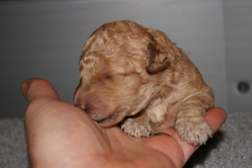 Picture of Australian Labradoodle