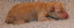 Picture of Australian Labradoodle