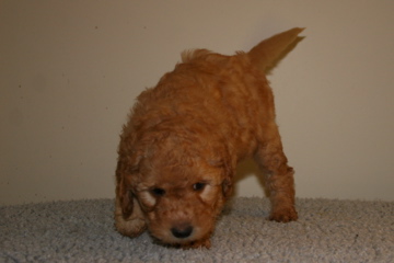 Picture of Australian Labradoodle