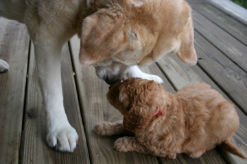 Picture of Australian Labradoodle