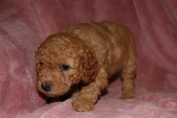 Picture of Australian Labradoodle