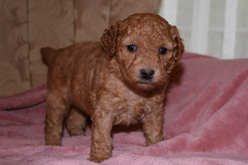 Picture of Australian Labradoodle