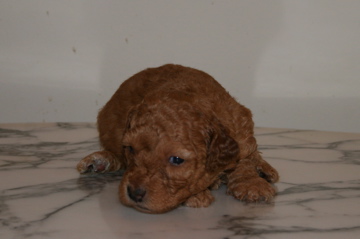 Picture of Australian Labradoodle