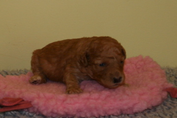 Picture of Australian Labradoodle