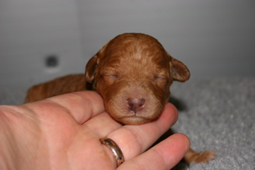 Picture of Australian Labradoodle