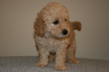 Picture of Australian Labradoodle