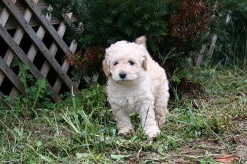 Picture of Australian Labradoodle