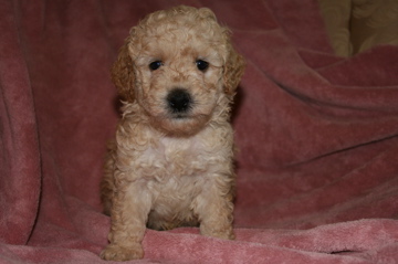 Picture of Australian Labradoodle