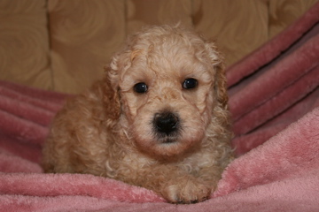 Picture of Australian Labradoodle