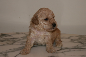 Picture of Australian Labradoodle