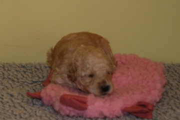 Picture of Australian Labradoodle