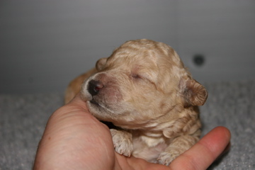 Picture of Australian Labradoodle