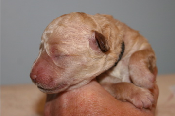 Picture of Australian Labradoodle