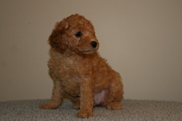 Picture of Australian Labradoodle