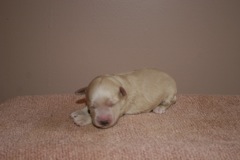 Blue Boy, week 1, 1lb<br>
 