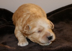 Orange Boy, week 2, 1lb 13oz<br>
 
